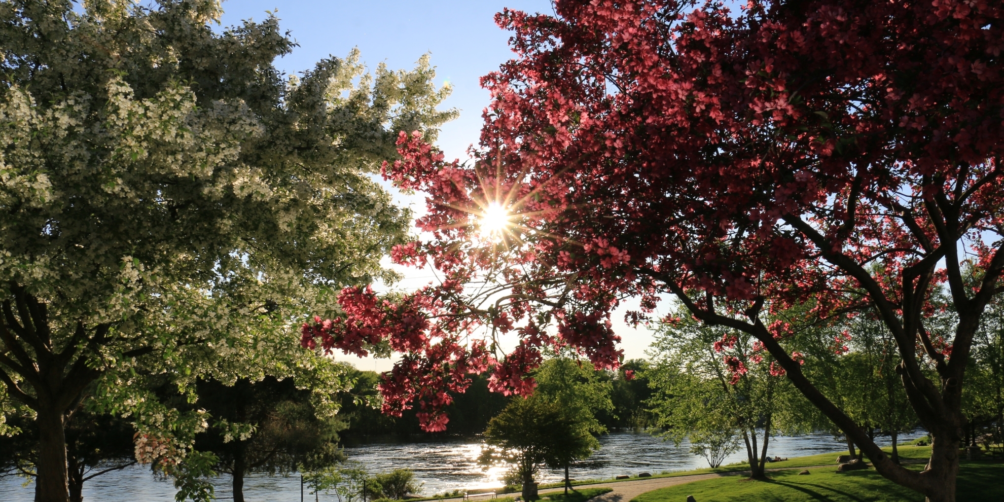 sun rays through the trees at the park on the river